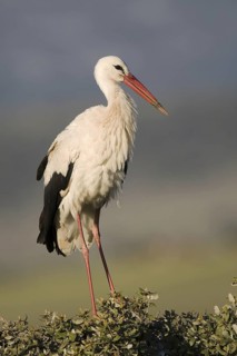 White Stork (Ciconia ciconia), Castile-La Mancha, Spain