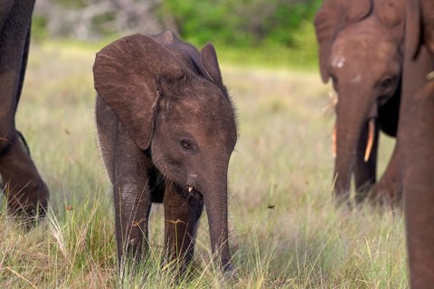 African forest elephant (Loxodonta cyclotis) in a clearing in Loango National Park, Parc National