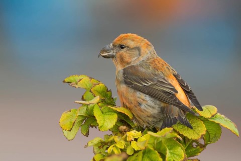 Parrot Crossbill - Kiefernkreuzschnabel - Loxia pytyopsittacus, Germany. male