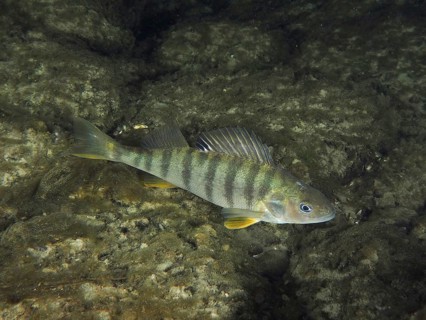 Striped fish, perch (Perca fluviatilis), Egli, swimming over dark ground, dive site Klosterinsel,