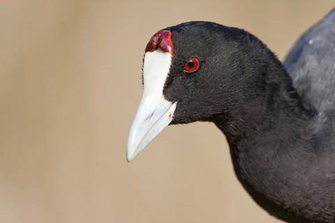 Red-knobbed Coot (Fulica cristata), Mallorca, Spain