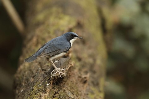 Siberian Blue Robin (Larvivora cyane) male, Kaeng Krachan, Thailand