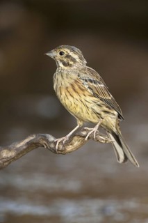 Cirl Bunting (Emberiza cirlus), Castile-La Mancha, Spain