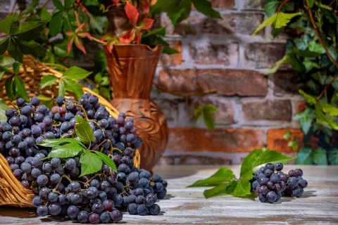 Blue burgundy grapes in and next to basket with wine jug in front of brick wall with leaves,