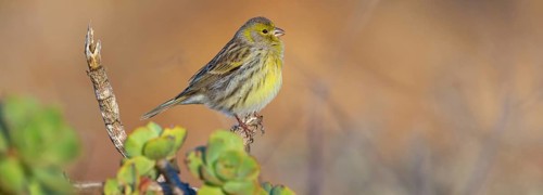 Atlantic canary (Serinus canaria), finch family, Lanzarote, Canary Islands, Spain