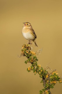 Grasshopper Sparrow Ammodramus savannarum Sonoita, Cochise County, Arizona, Unites States 17 May