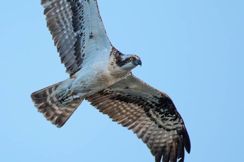 Western Osprey (Pandion haliaetus) flying, Mecklenburg-Western Pomerania, Germany