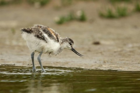 Pied Avocet (Recurvirostra avosetta) chick foraging, Texel, Netherlands