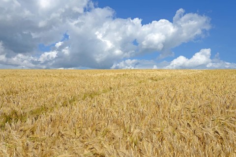 Grain field, barley (Hordeum vulgare), blue cloudy sky, North Rhine-Westphalia, Germany