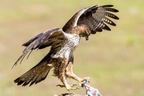 Bonelli's Eagle (Aquila fasciata) male with prey, Andalusia, Spain