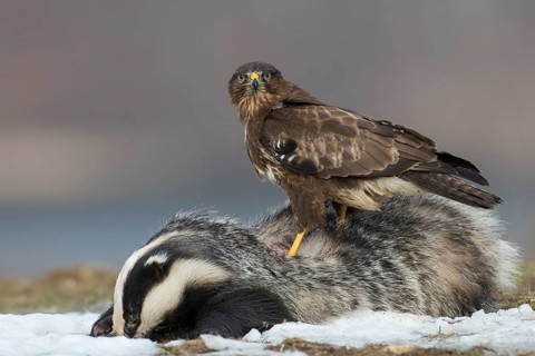 Common Buzzard (Buteo buteo), Mecklenburg-Western Pomerania, Germany