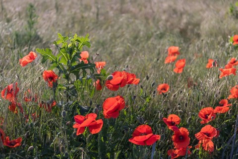 Field of blooming Papaver rhoeas (common poppy, corn poppy, corn rose, field poppy, Flanders poppy
