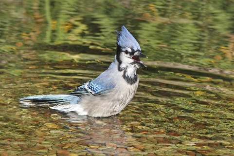 Blue Jay (Cyanocitta cristata) bathing, Saskatchewan, Canada