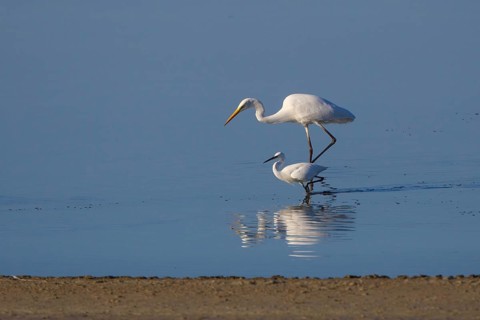 Little Egret & Great Egret (Egretta garzetta & Ardea alba) foraging, Greece