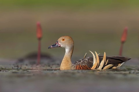 Plumed Whistling Duck (Dendrocygna eytoni) in a wetland area in Papua New Guinea