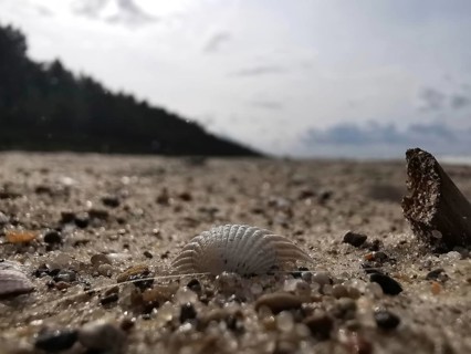 Close-up of a mussel (bivalvia) in the sand on the beach under a cloudy sky, Baltic Sea, Poland