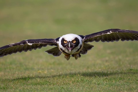 Spectacled owl (Pulsatrix perspicillata) adult bird flying over grassland, England, United Kingdom