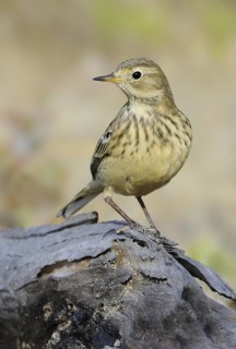 Buff-bellied Pipit (Anthus rubescens), British Columbia, Canada