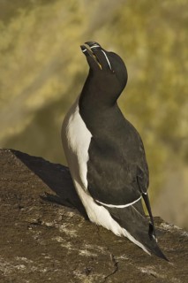 Razorbill (Alca torda), Iceland