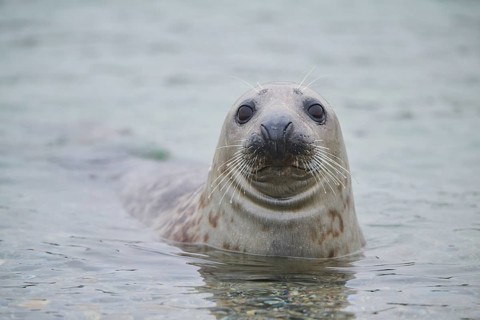 Grey seal (Halichoerus grypus) looking out of the water while swimming in the sea, Düne, Helgoland,