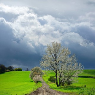 Blossoming cherry trees on a country lane during an approaching thunderstorm, Freyburg (Unstrut),