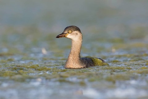Australasian Grebe (Tachybaptus novaehollandiae), Victoria, Australia