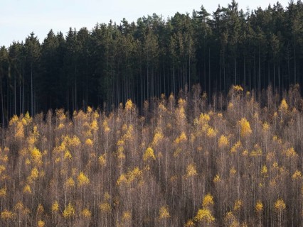 Spruce and birch forest in autumn, Upper Franconia, Germany