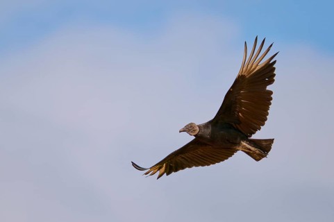 Vulture flying with outstretched wings in the blue sky, Raven Vulture (Coragyps atratus), Pantanal,