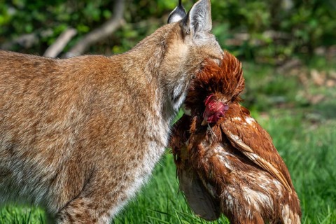 Hunting Eurasian lynx (Lynx lynx) walking with killed chicken prey in its muzzle in meadow, field