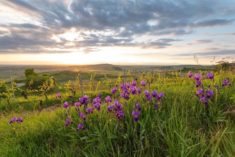 Purple irises (Iris) blooming in a vineyard at sunset. View from Mondhalde towards the Rhine Valley