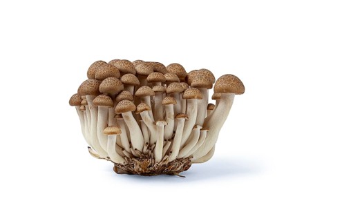 Brown shemegi, on a white background, raw, isolate