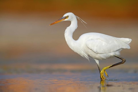 Western Reef Heron, Western Reef-Heron, Western Reef-Egret, (Egretta gularis), Garceta Dimorfa,