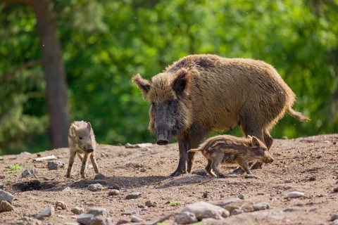 A wild boar (Sus scrofa) with some piglets looking for food in a clearing