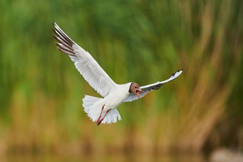 Black-headed gull (Chroicocephalus ridibundus) flying, Camargue, France