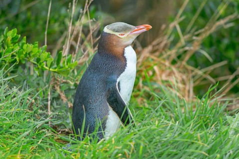 Yellow-eyed Penguin (Megadyptes antipodes), Otago Region, South Island, New Zealand