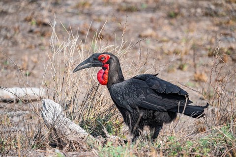 Red-faced Hornbill (Bucorvus leadbeateri), on the ground, Kruger National Park, South Africa