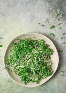 Fresh micro-greenery, on a plate, top view, no people