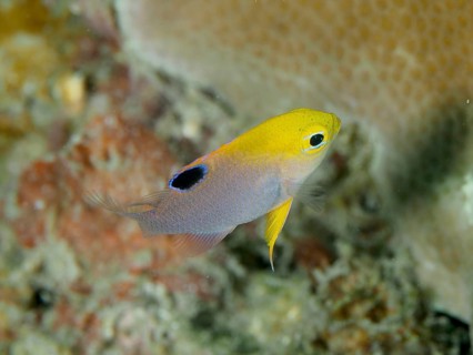 A small yellow fish with a black spot, Talbot's Demoiselle, Rifperch (Chrysiptera talboti),