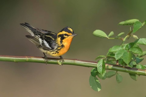 Blackburnian Warbler (Setophaga fusca) male perched on a branch, Texas, USA