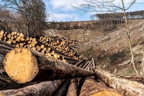 Cleared forest area north of the village of Öventrop, district of Arnsberg, dead spruce stands were