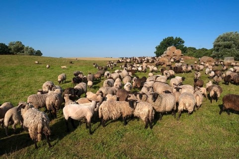 Sheep in the pasture, Mecklenburg-Western Pomerania, Germany