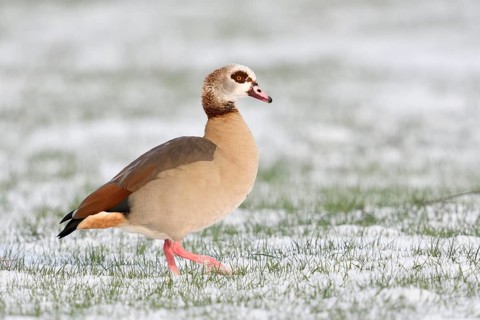 Egyptian Goose (Alopochen aegyptiaca) on snowy field, North Rhine-Westphalia, Germany