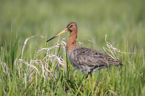 Black-tailed godwit (Limosa limosa), Ochsenmoor, Dümmer, Lemförde, Lower Saxony, Germany