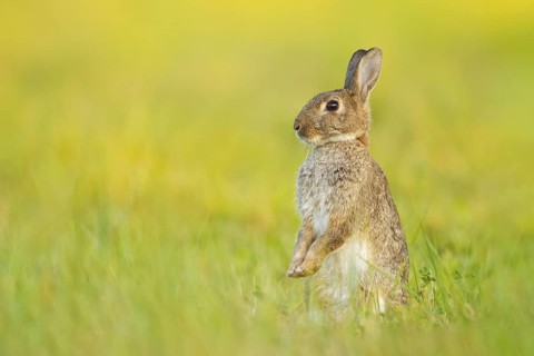 Wildkaninchen, Oryctolagus cuniculus European Rabbit, Oryctolagus cuniculus