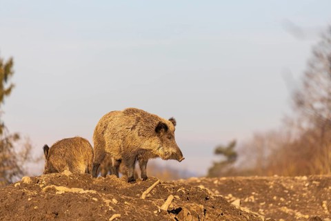 Two wild boar or wild pig (Sus scrofa) standing on a small hill on an opening. First sweet morning