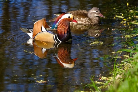 Mandarin ducks on a lake, Germany