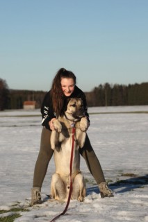 Kangal, Anatolian guard dog, being taught tricks by a girl, Allgäu, Bavaria, Germany