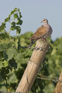 European Turtle Dove (Streptopelia turtur), Rhineland-Palatinate, Germany