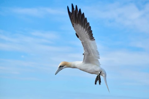 Northern gannet (Morus bassanus) flying in the sky, wildlife, Helgoland, Germany