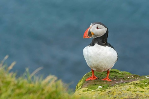 Atlantic Puffin (Fratercula arctica) on cliff, Iceland